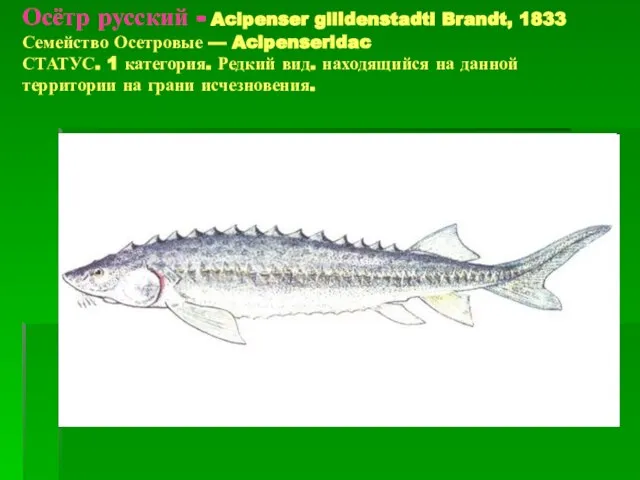 Осётр русский - Acipenser giildenstadti Brandt, 1833 Семейство Осетровые — Acipenseridac СТАТУС.