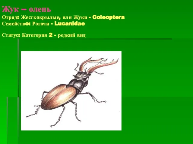 Жук – олень Отряд: Жесткокрылые, или Жуки - Coleoptera Семействo: Рогачи -