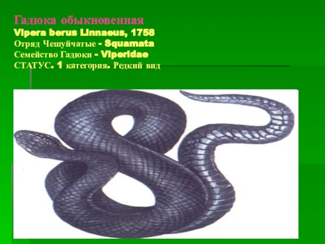 Гадюка обыкновенная Vipera berus Linnaeus, 1758 Отряд Чешуйчатые - Squamata Семейство Гадюки