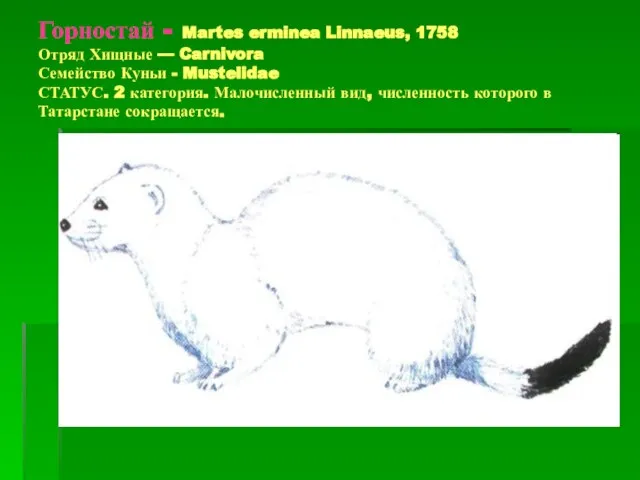 Горностай - Martes erminea Linnaeus, 1758 Отряд Хищные — Carnivora Семейство Куньи