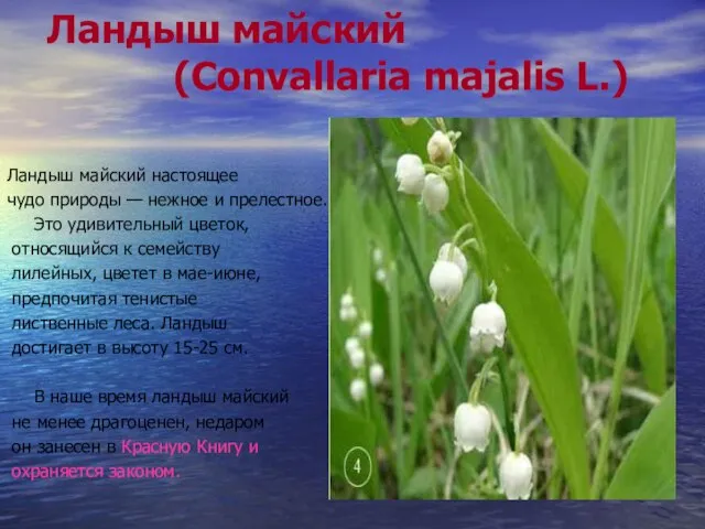 Ландыш майский (Convallaria majalis L.) Ландыш майский настоящее чудо природы — нежное