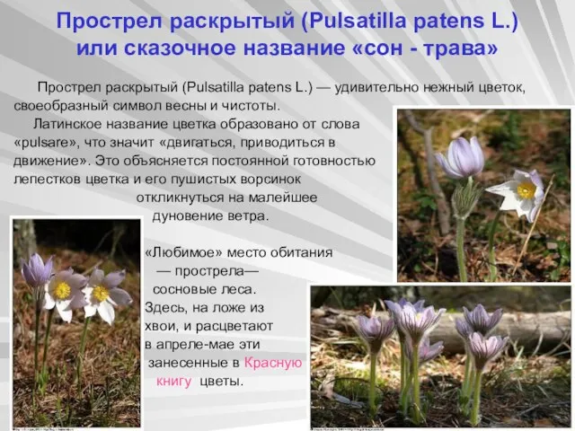 Прострел раскрытый (Pulsatilla patens L.) или сказочное название «сон - трава» Прострел