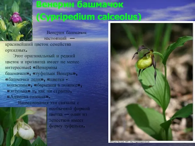 Венерин башмачок (Cypripedium calceolus) Венерин башмачок настоящий — красивейший цветок семейства орхидных.