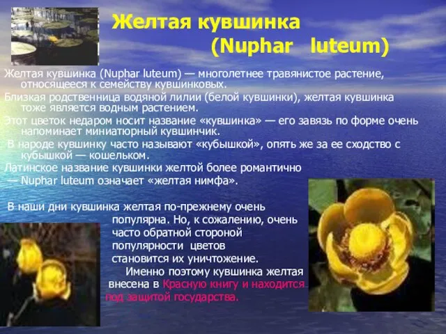 Желтая кувшинка (Nuphar luteum) Желтая кувшинка (Nuphar luteum) — многолетнее травянистое растение,