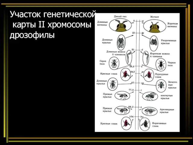 Участок генетической карты II хромосомы дрозофилы