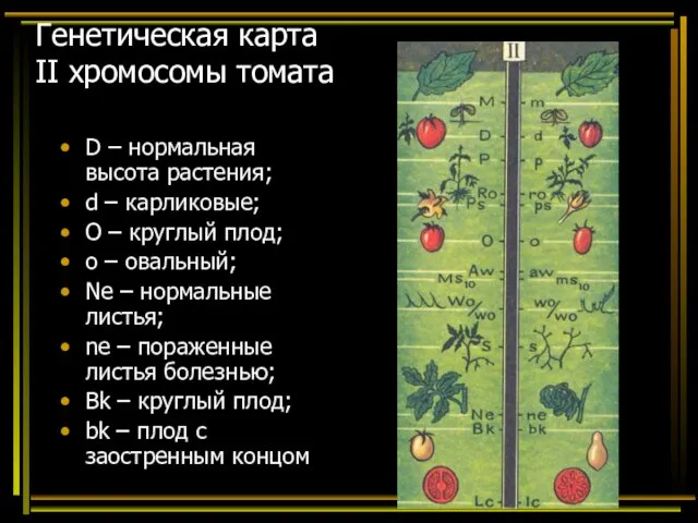 Генетическая карта II хромосомы томата D – нормальная высота растения; d –