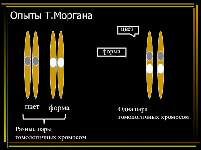 Опыты Т.Моргана цвет форма Разные пары гомологичных хромосом Одна пара гомологичных хромосом цвет форма