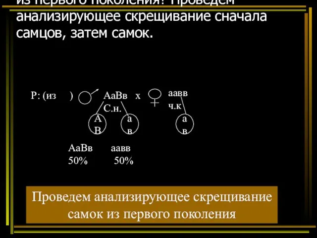 Какие гаметы образуют самки и самцы из первого поколения? Проведем анализирующее скрещивание