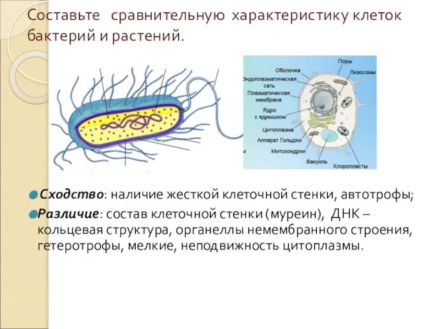 Составьте сравнительную характеристику клеток бактерий и растений. Сходство: наличие жесткой клеточной стенки,