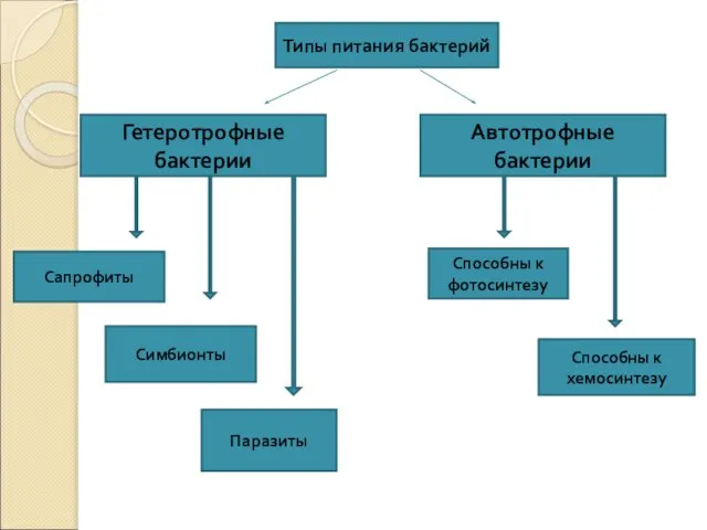 Типы питания бактерий Гетеротрофные бактерии Автотрофные бактерии Сапрофиты Симбионты Способны к фотосинтезу Способны к хемосинтезу Паразиты