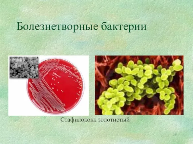 Болезнетворные бактерии Стафилококк золотистый