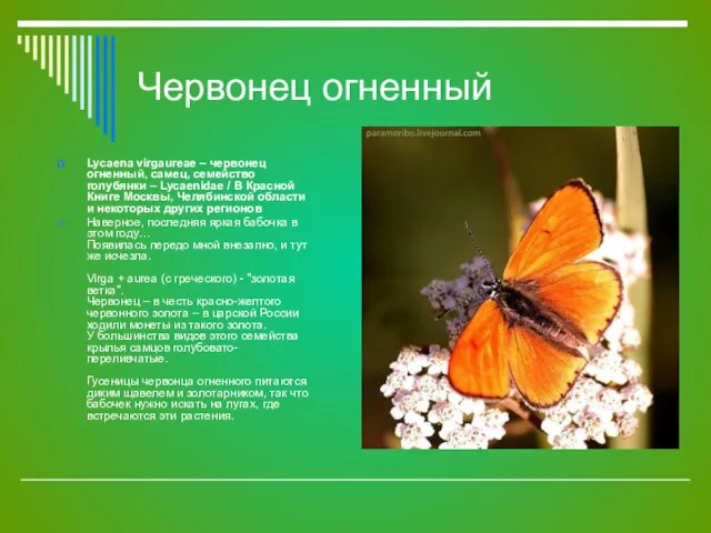 Червонец огненный Lycaena virgaureae – червонец огненный, самец, семейство голубянки – Lycaenidae