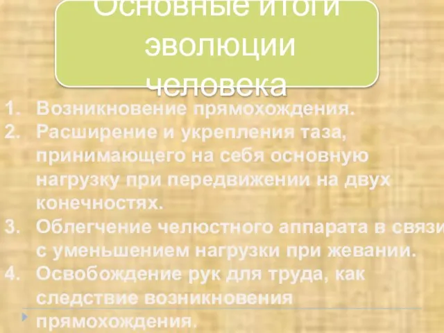 Основные итоги эволюции человека Возникновение прямохождения. Расширение и укрепления таза, принимающего на