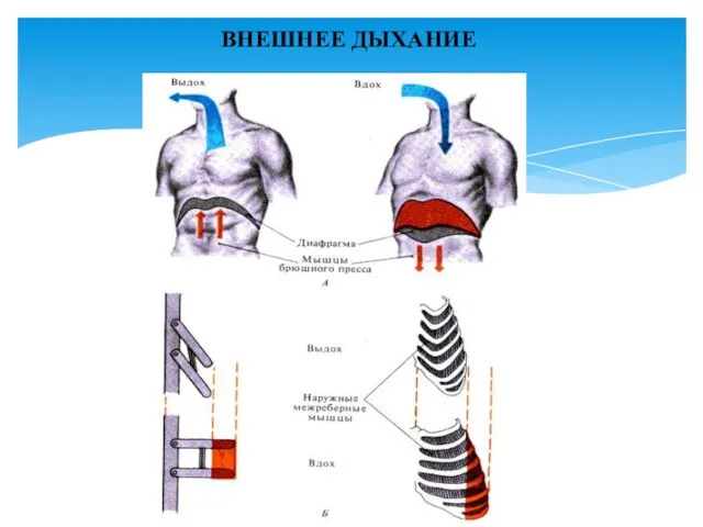ВНЕШНЕЕ ДЫХАНИЕ