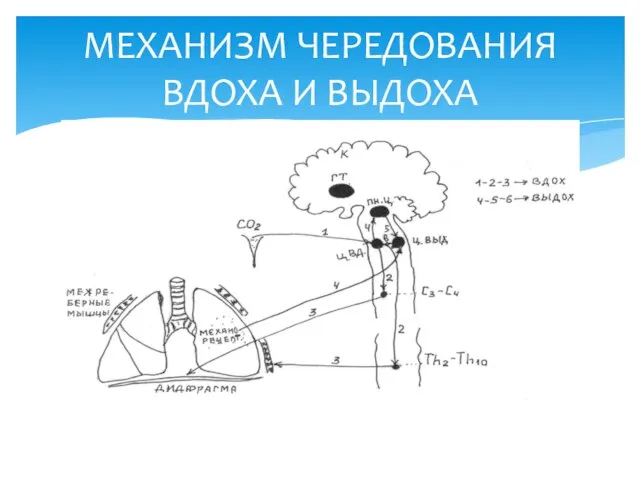 МЕХАНИЗМ ЧЕРЕДОВАНИЯ ВДОХА И ВЫДОХА