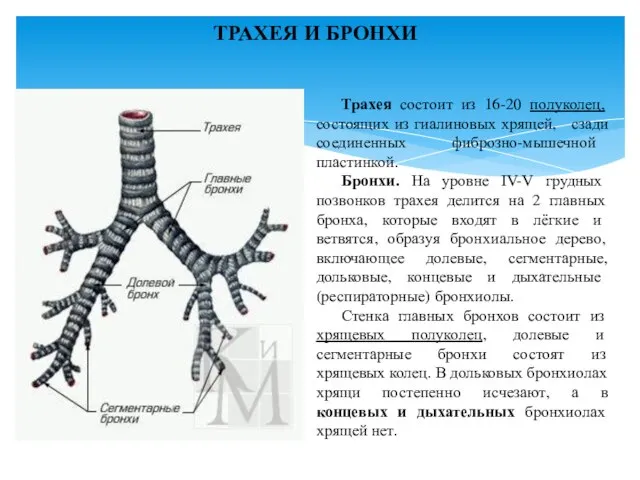 ТРАХЕЯ И БРОНХИ Трахея состоит из 16-20 полуколец, состоящих из гиалиновых хрящей,