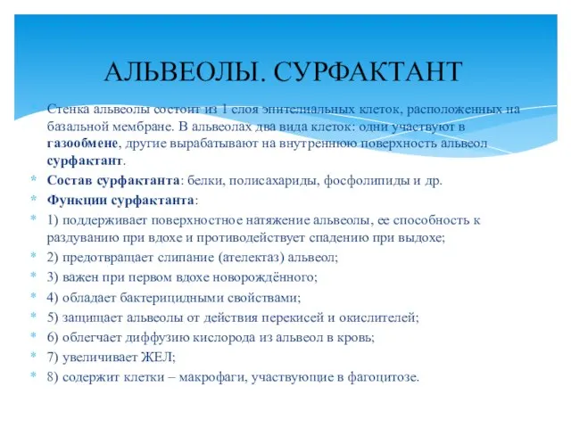 Стенка альвеолы состоит из 1 слоя эпителиальных клеток, расположенных на базальной мембране.