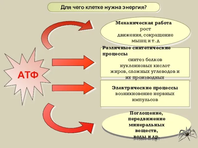 АТФ Механическая работа рост движения, сокращение мышц и т. д Поглощение, передвижение