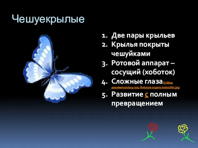 Чешуекрылые Две пары крыльев Крылья покрыты чешуйками Ротовой аппарат – сосущий (хоботок)