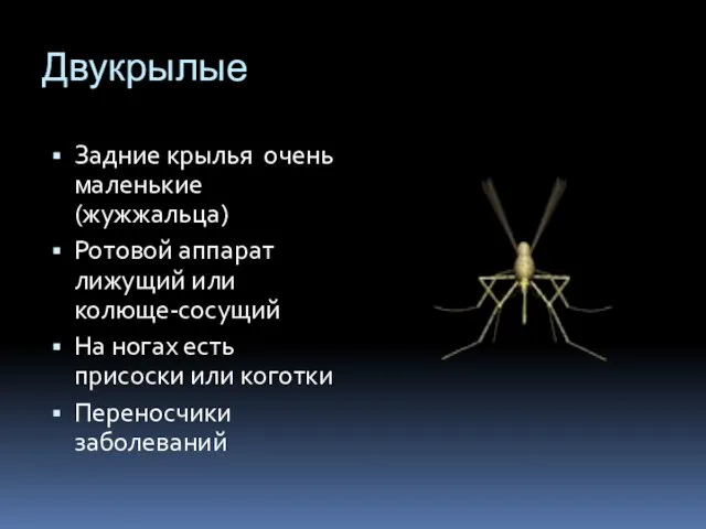 Двукрылые Задние крылья очень маленькие (жужжальца) Ротовой аппарат лижущий или колюще-сосущий На