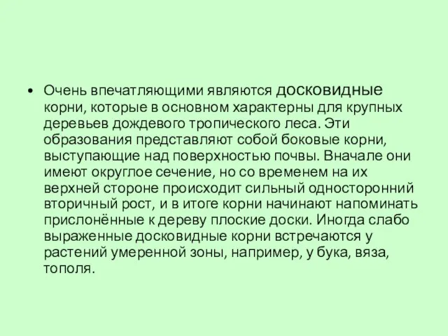 Очень впечатляющими являются досковидные корни, которые в основном характерны для крупных деревьев