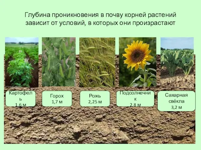 Глубина проникновения в почву корней растений зависит от условий, в которых они