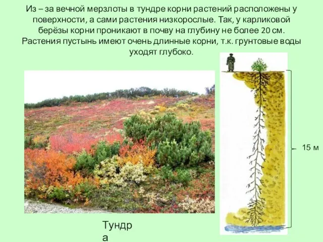 Из – за вечной мерзлоты в тундре корни растений расположены у поверхности,