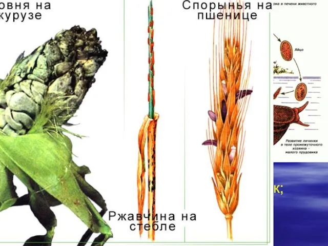 Паразитизм. Макропаразиты растут в теле хозяина, но, размножаясь, образуют особые формы, которые