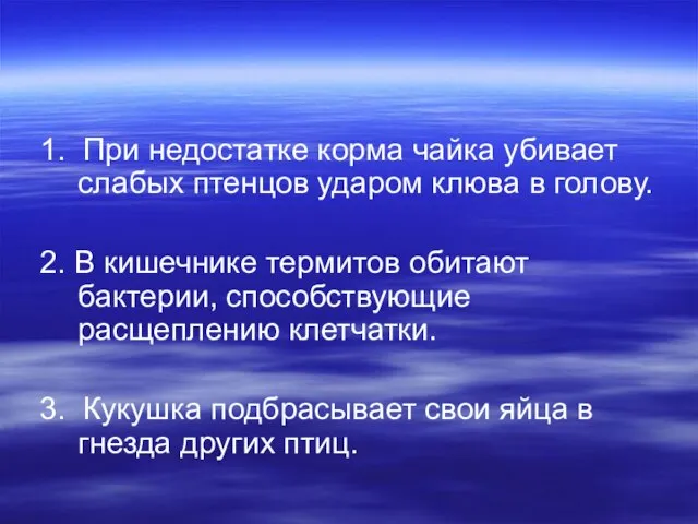 1. При недостатке корма чайка убивает слабых птенцов ударом клюва в голову.