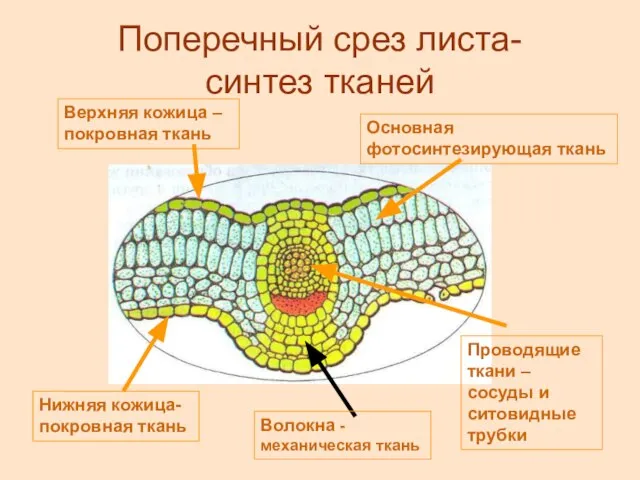 Поперечный срез листа- синтез тканей Верхняя кожица – покровная ткань Основная фотосинтезирующая