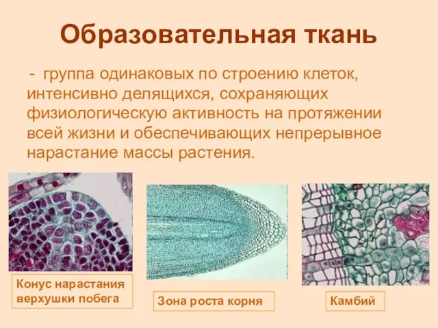 Образовательная ткань группа одинаковых по строению клеток, интенсивно делящихся, сохраняющих физиологическую активность