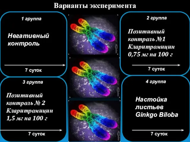 3 группа 7 суток Варианты эксперимента 7 суток 1 группа Негативный контроль