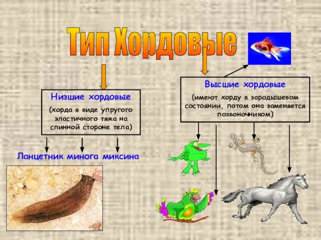 Тип Хордовые Низшие хордовые (хорда в виде упругого эластичного тяжа на спинной