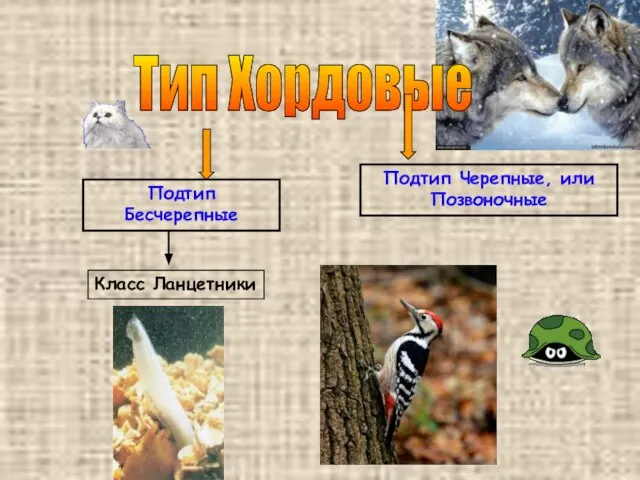 Тип Хордовые Подтип Бесчерепные Подтип Черепные, или Позвоночные Класс Ланцетники