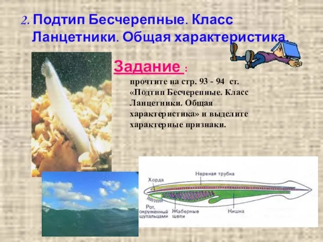 2. Подтип Бесчерепные. Класс Ланцетники. Общая характеристика. Задание : прочтите на стр.