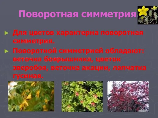 Поворотная симметрия. Для цветов характерна поворотная симметрия. Поворотной симметрией обладают: веточка боярышника,