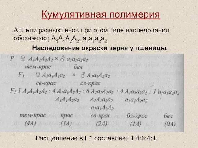 Кумулятивная полимерия Аллели разных генов при этом типе наследования обозначают А1А1А2А2, а1а1а2а2.