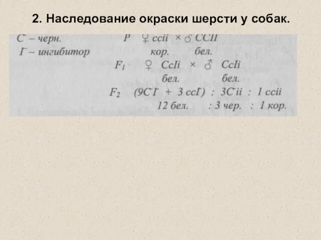 2. Наследование окраски шерсти у собак.