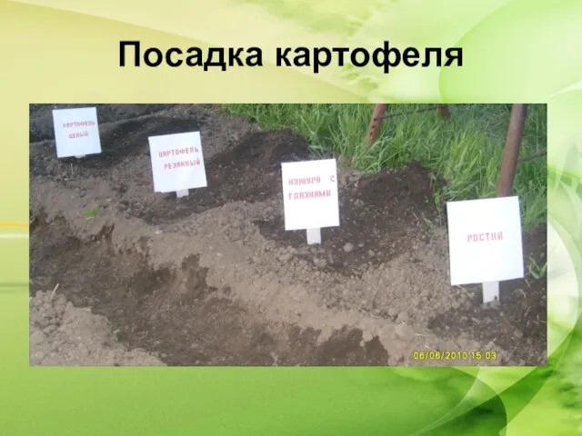 Посадка картофеля