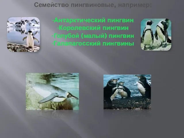 Семейство пингвиновые, например: -Антарктический пингвин -Королевский пингвин -Голубой (малый) пингвин -Галапагосский пингвины