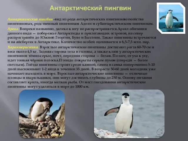 Антарктический пингвин Антарктический пингвин -вид из рода антарктических пингвиновсемейства пингвиновых, родственный пингвинам