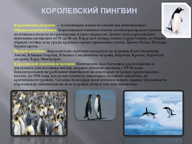 КОРОЛЕВСКИЙ ПИНГВИН Королевский пингвин — нелетающая птица из семейства пингвиновых. Общая характеристика.