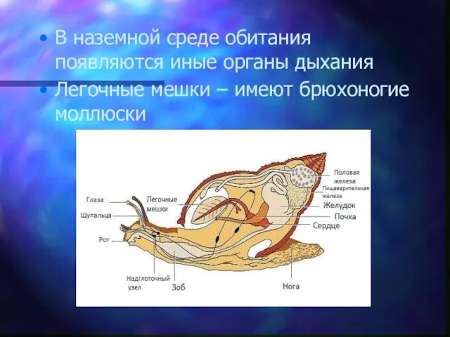 В наземной среде обитания появляются иные органы дыхания Легочные мешки – имеют брюхоногие моллюски