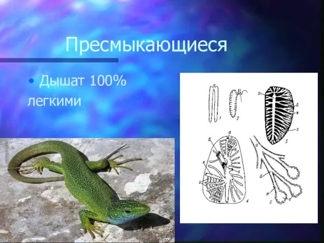 Пресмыкающиеся Дышат 100% легкими