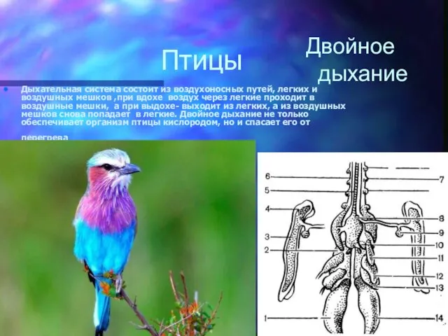 Птицы Дыхательная система состоит из воздухоносных путей, легких и воздушных мешков ,при