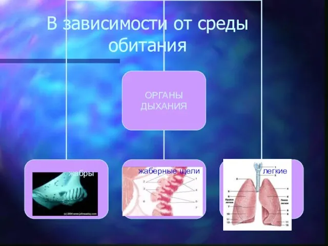 В зависимости от среды обитания жабры жаберные щели легкие