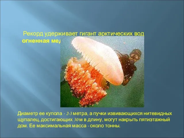 Рекорд удерживает гигант арктических вод огненная медуза. Диаметр ее купола - 2-3