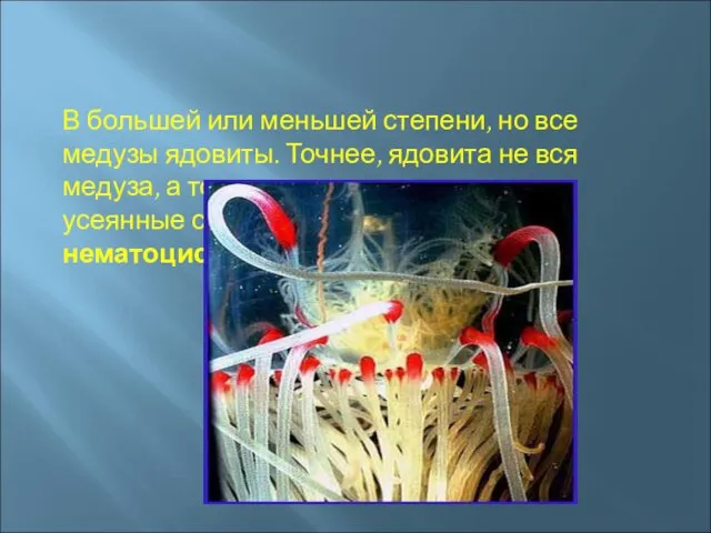 В большей или меньшей степени, но все медузы ядовиты. Точнее, ядовита не