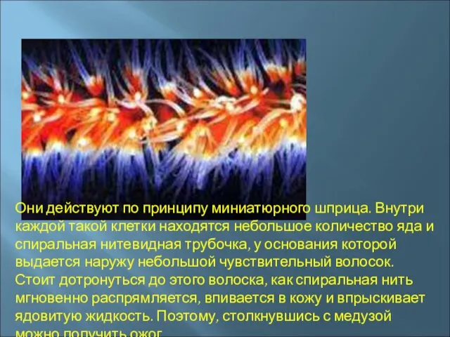 Они действуют по принципу миниатюрного шприца. Внутри каждой такой клетки находятся небольшое