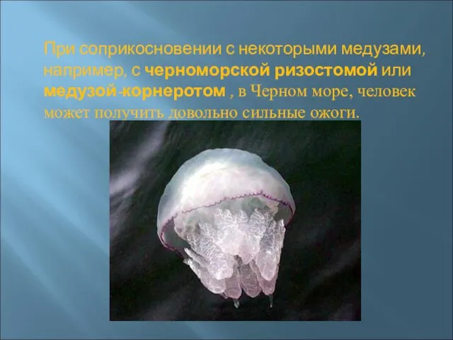 При соприкосновении с некоторыми медузами, например, с черноморской ризостомой или медузой-корнеротом ,